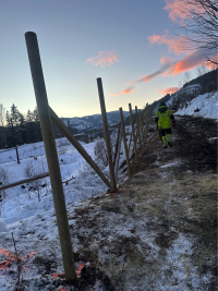 Viltgjerde Hallingdal - Bilde 2