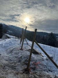 Viltgjerde Hallingdal - Bilde 3